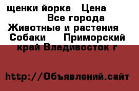 щенки йорка › Цена ­ 15 000 - Все города Животные и растения » Собаки   . Приморский край,Владивосток г.